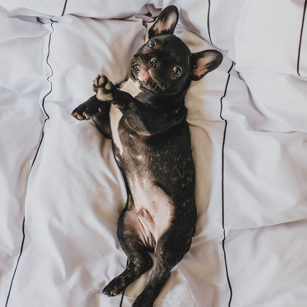 Percale Flat Sheet Set