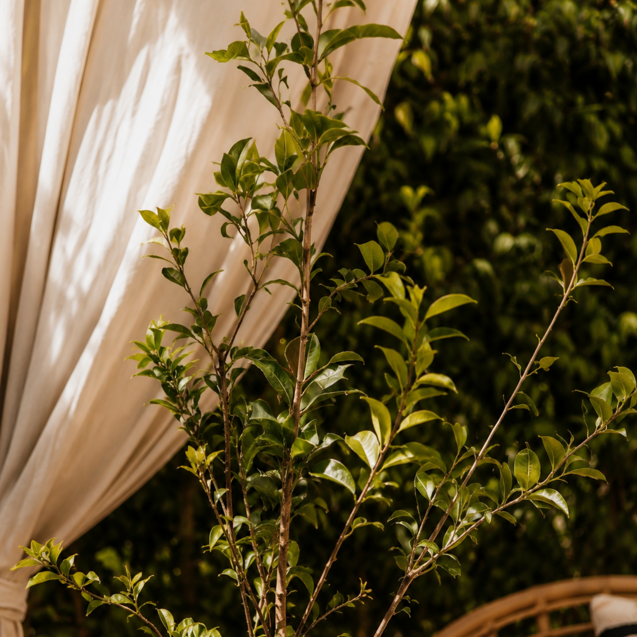 Aven Tree