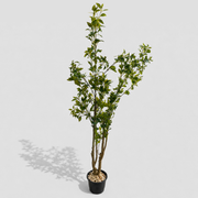 Aven Tree
