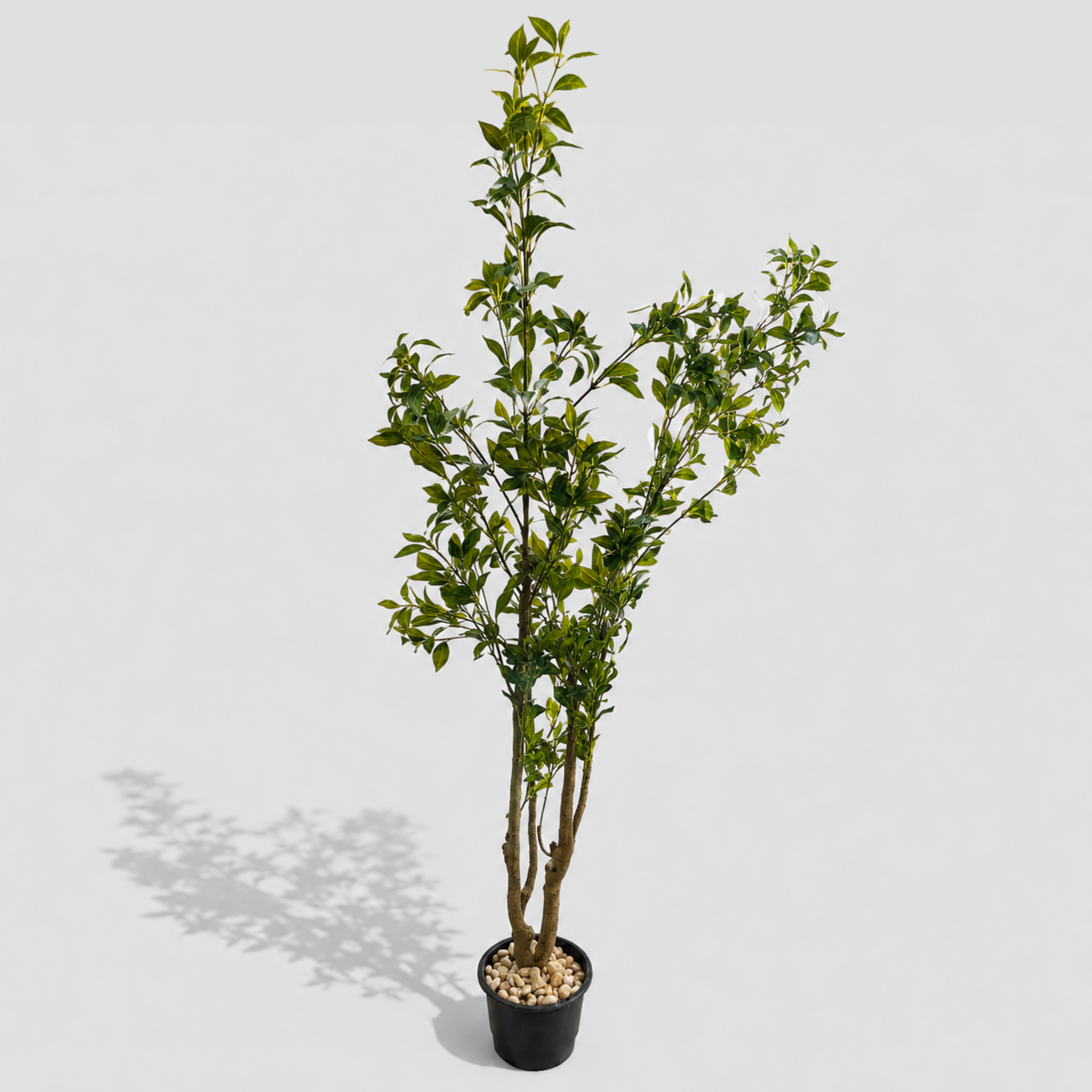 Aven Tree