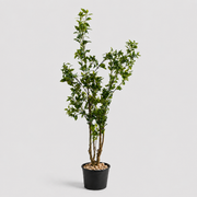 Aven Tree