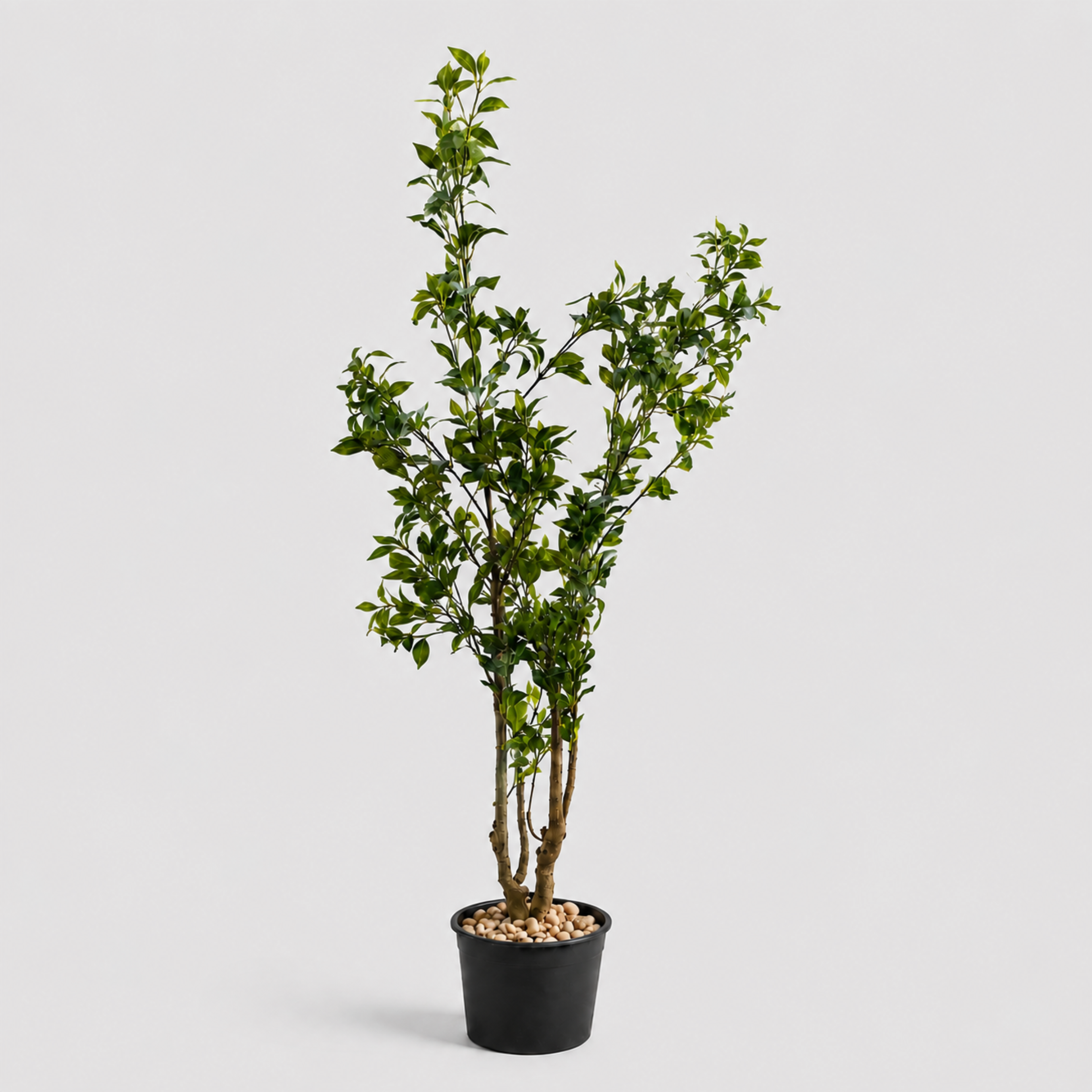 Aven Tree