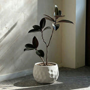 Beehive plant pot