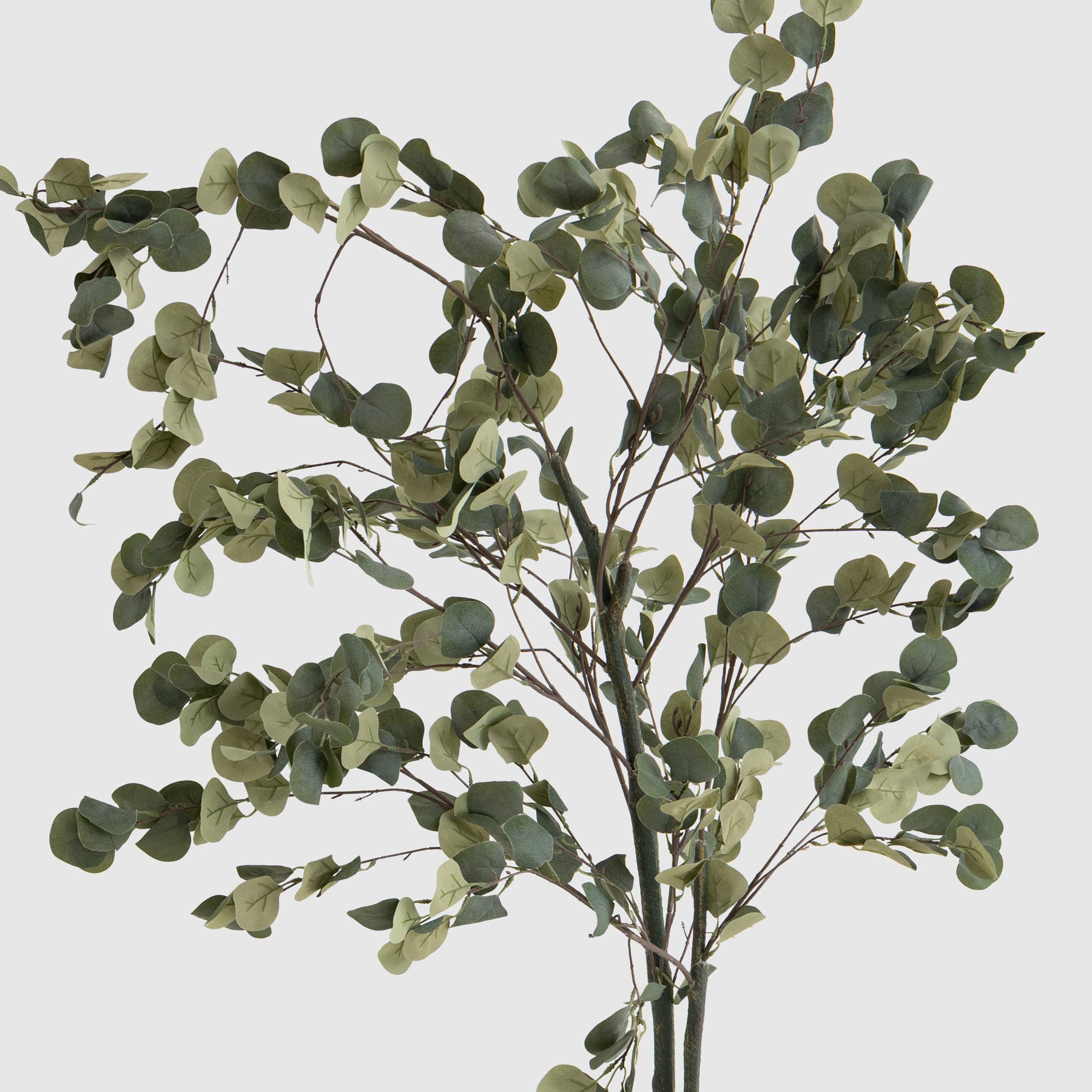 Citrus Tree