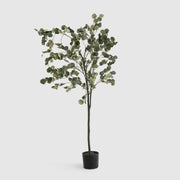 Citrus Tree