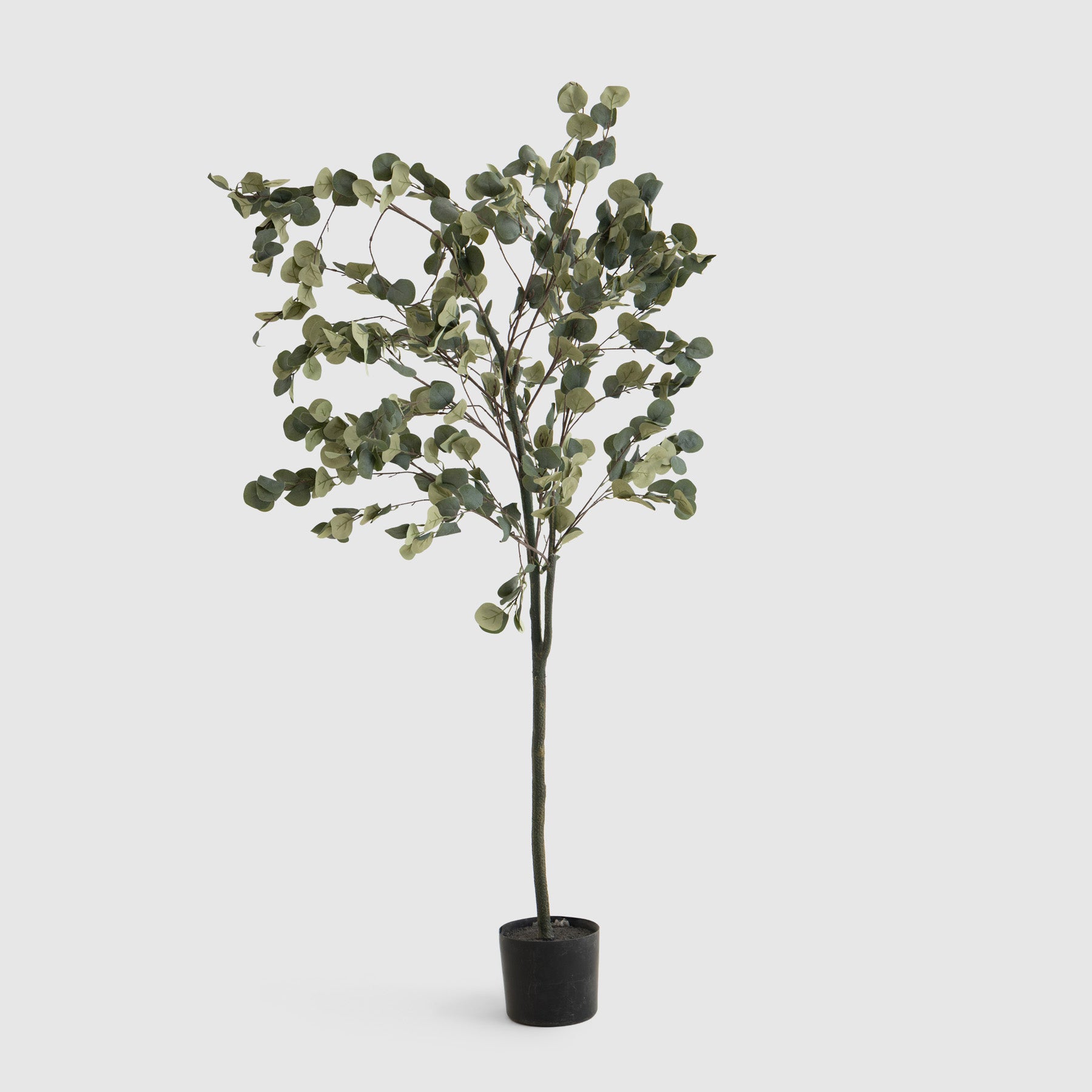 Citrus Tree