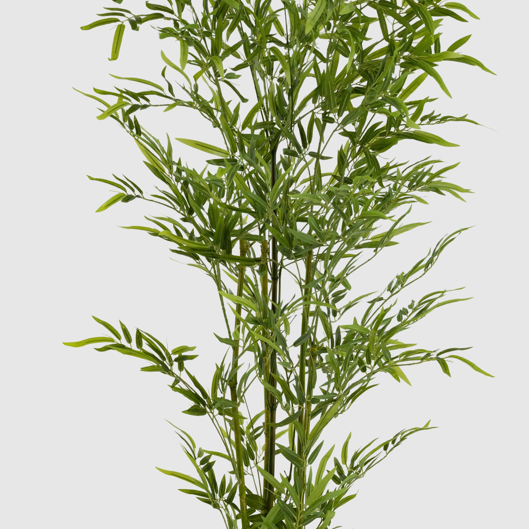 Bamboo Plant
