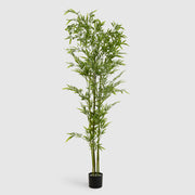 Bamboo Plant
