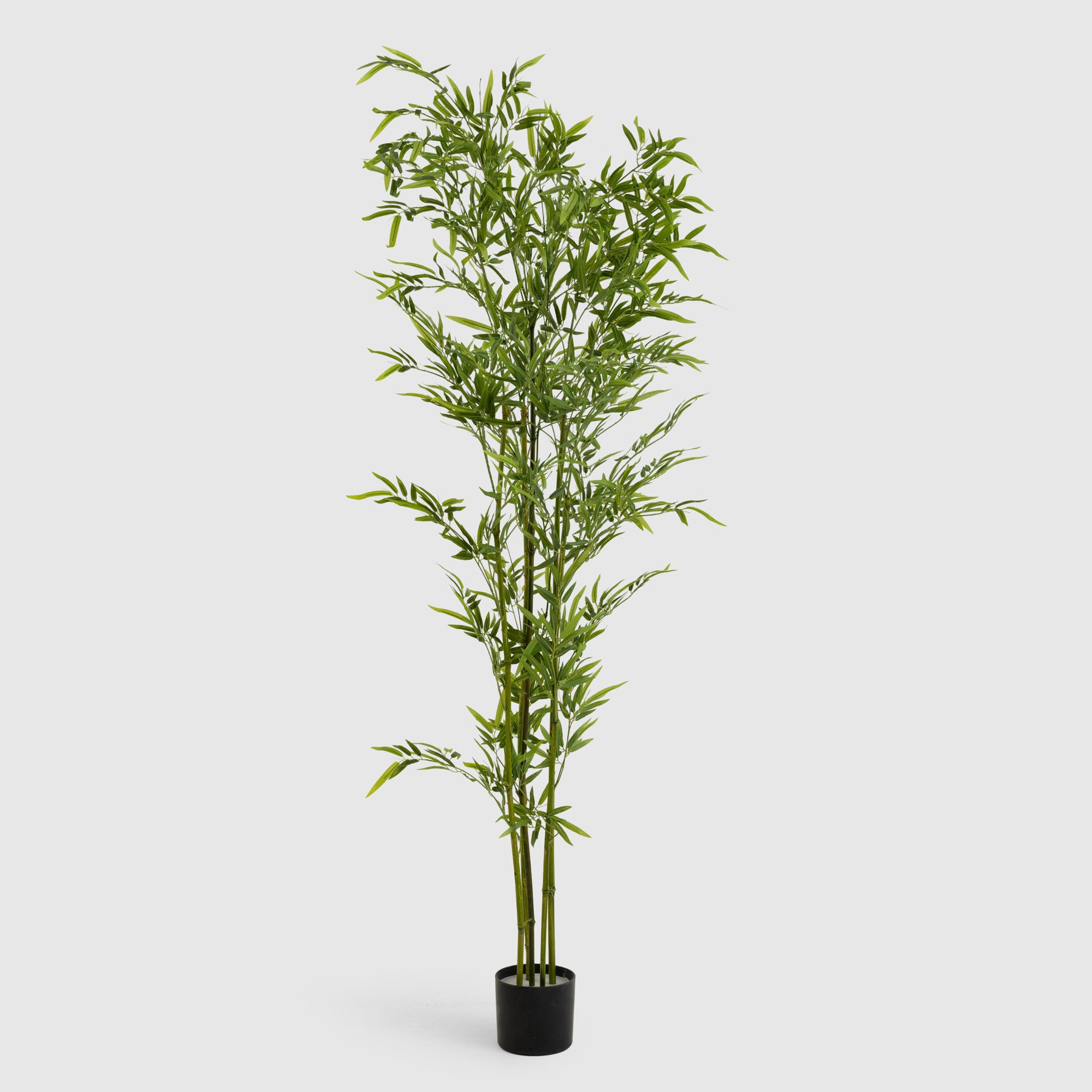Bamboo Plant