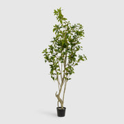 Lemon Tree