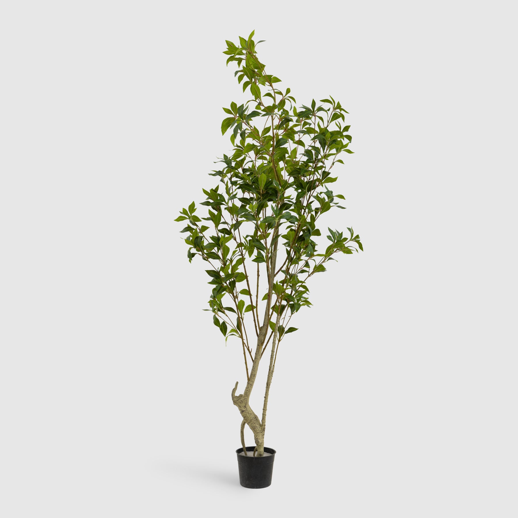 Lemon Tree