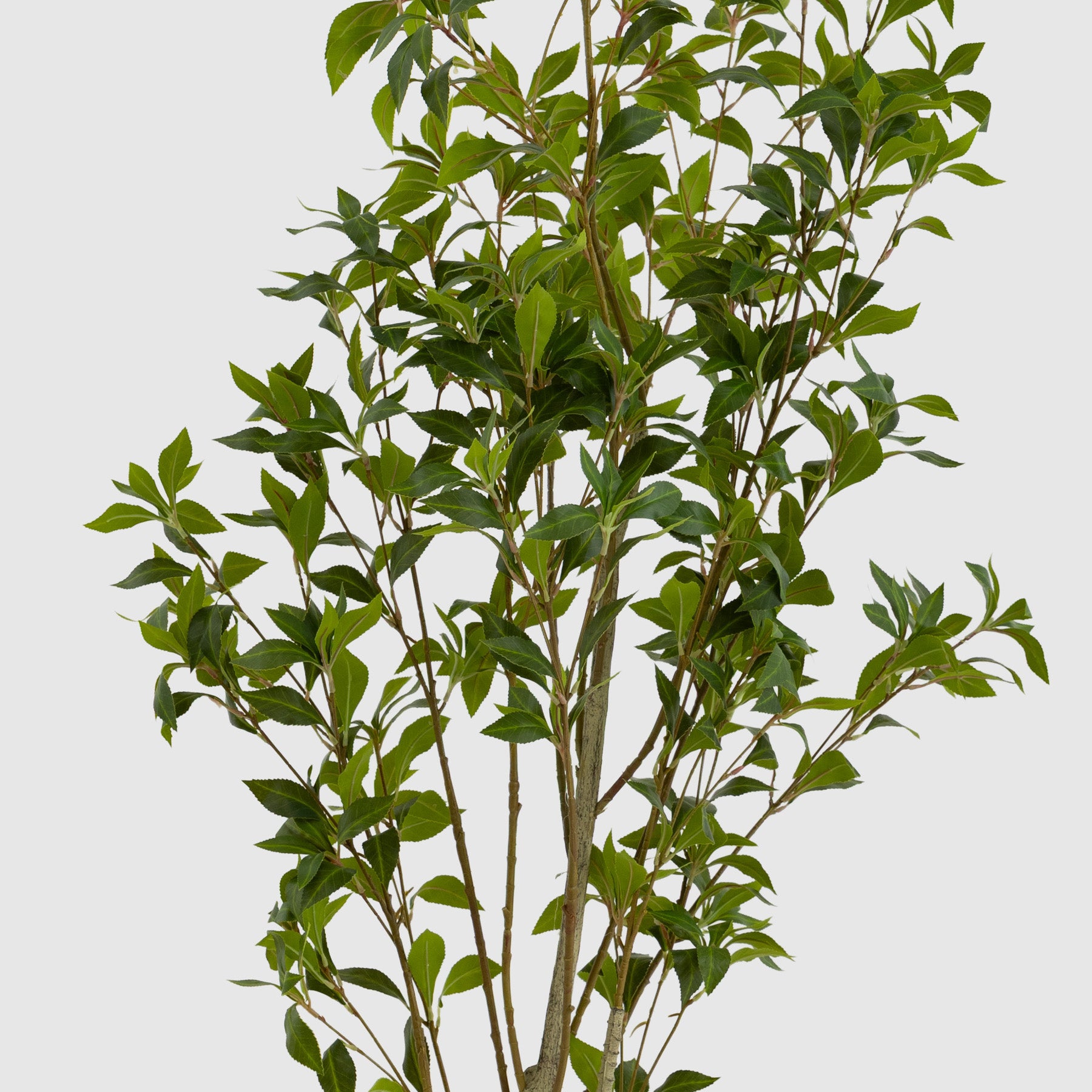 Lemon Tree