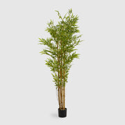 Bamboo Brown Stem