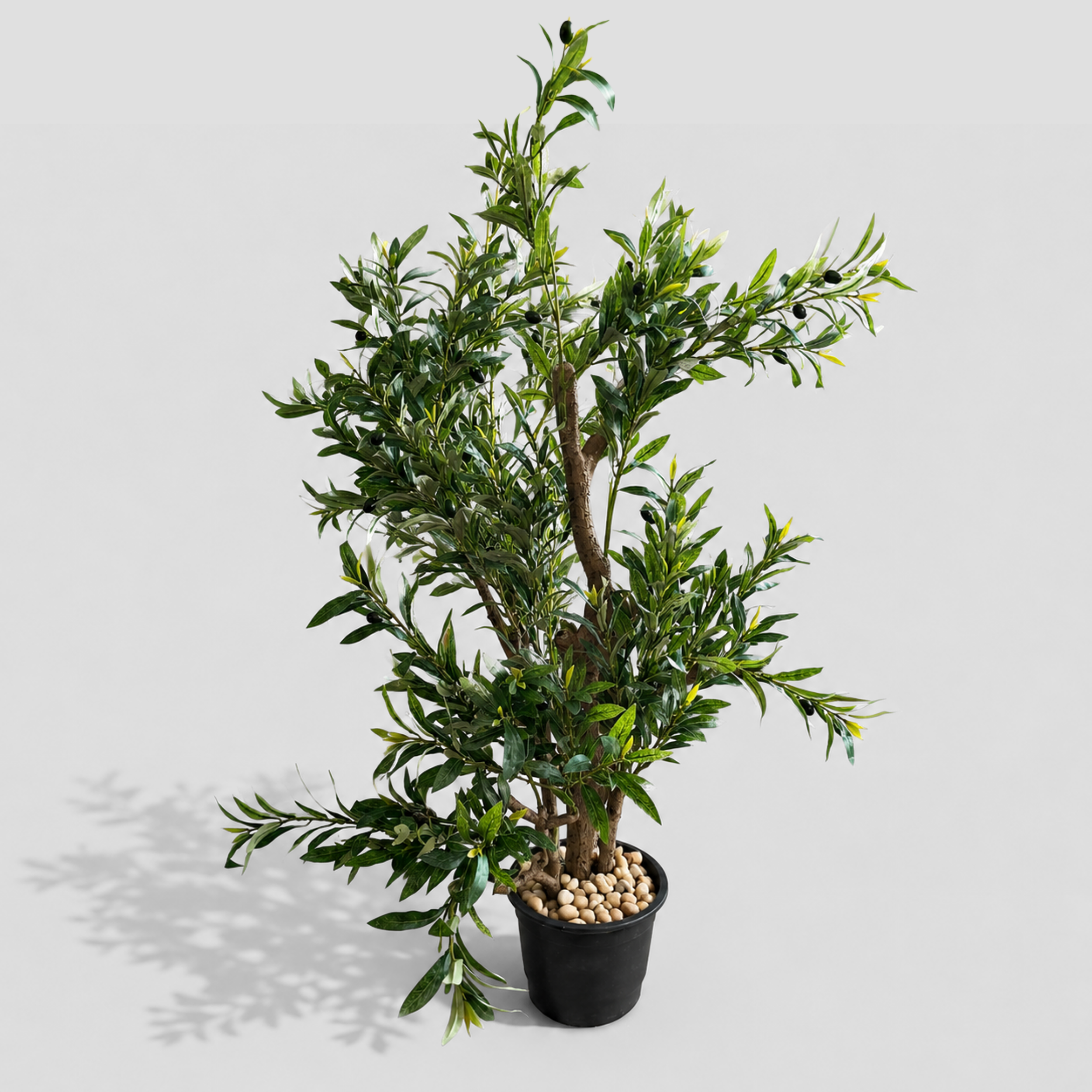 Riva Tree