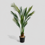Taren Palm Tree