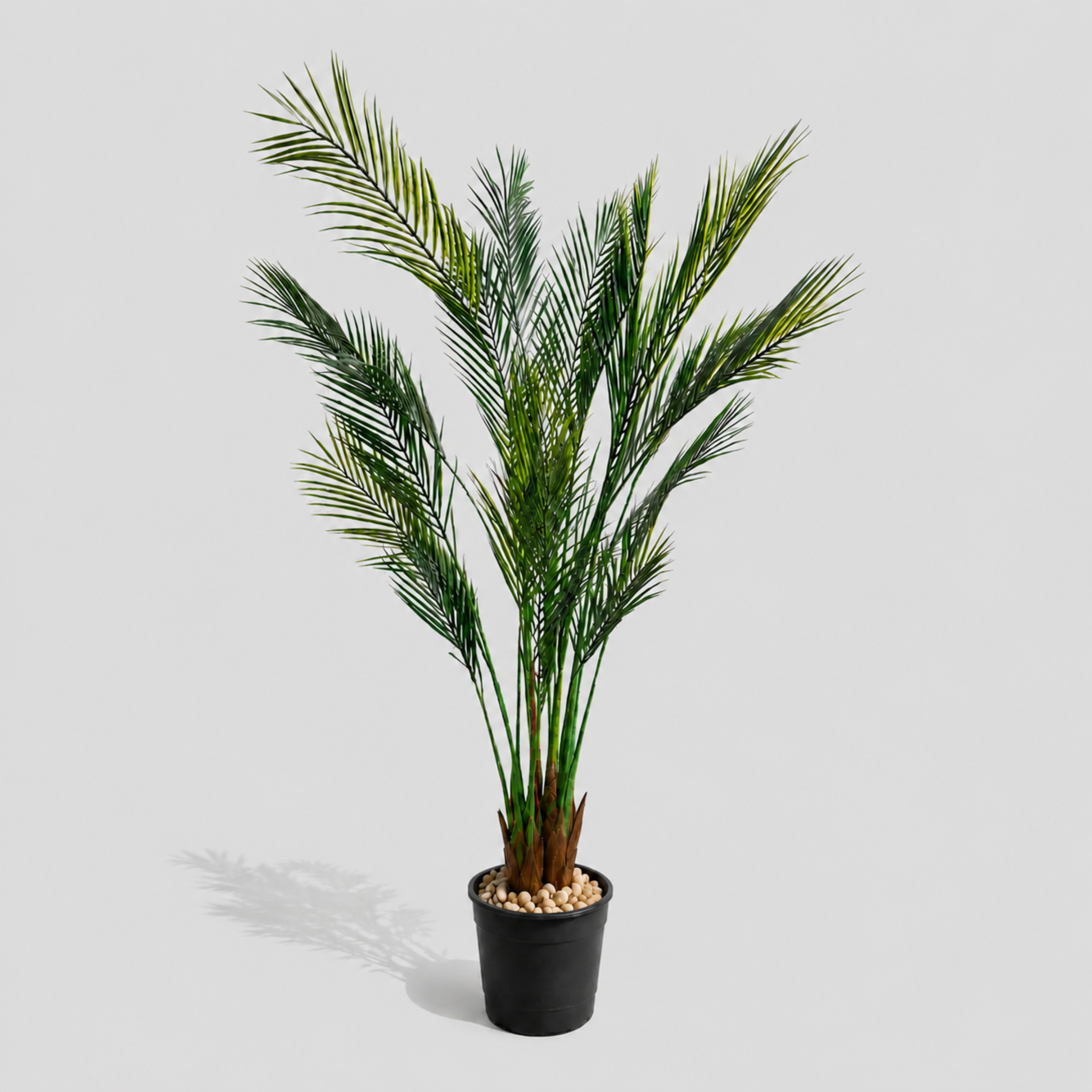 Taren Palm Tree