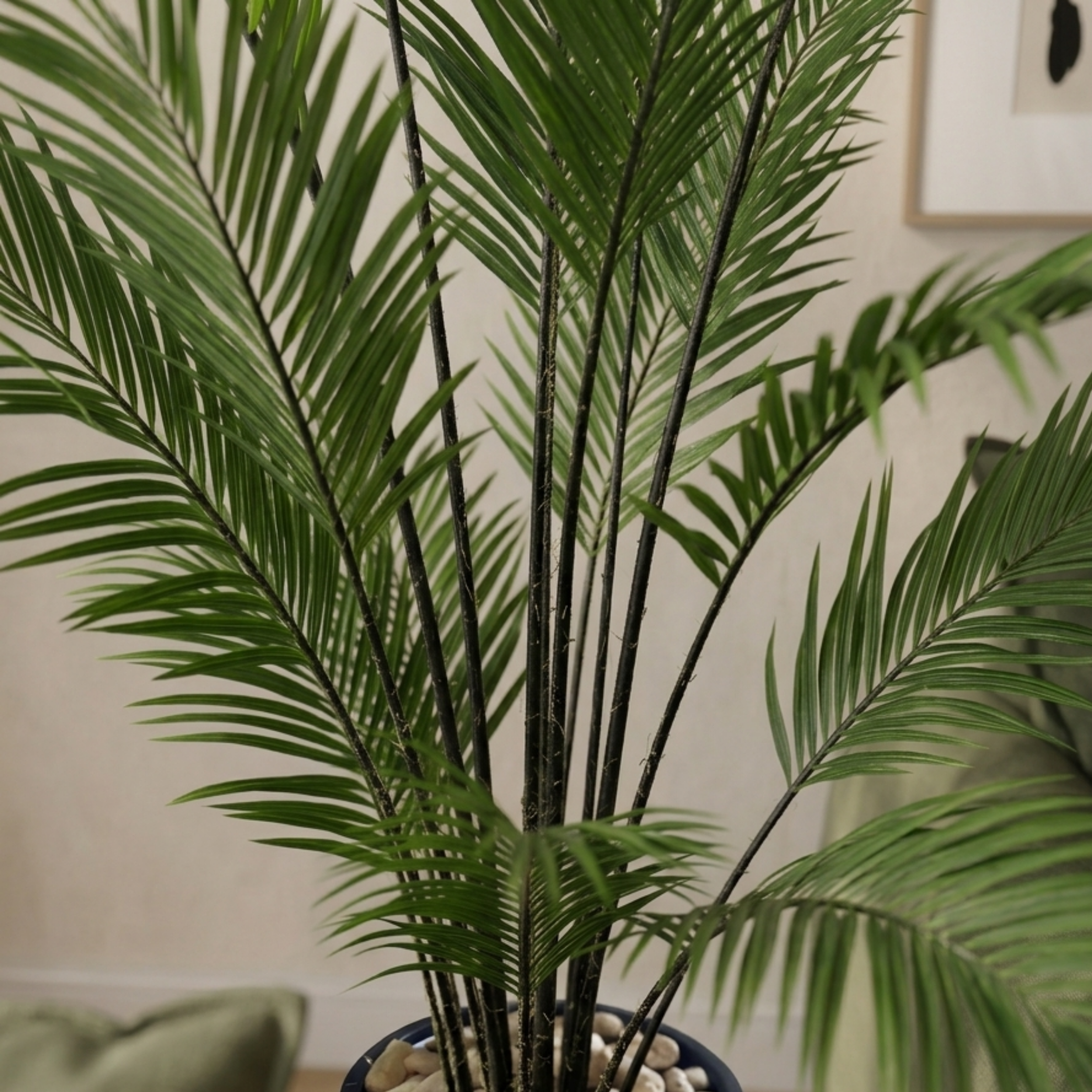 Taren Palm Tree