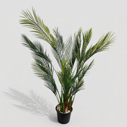 Taren Palm Tree