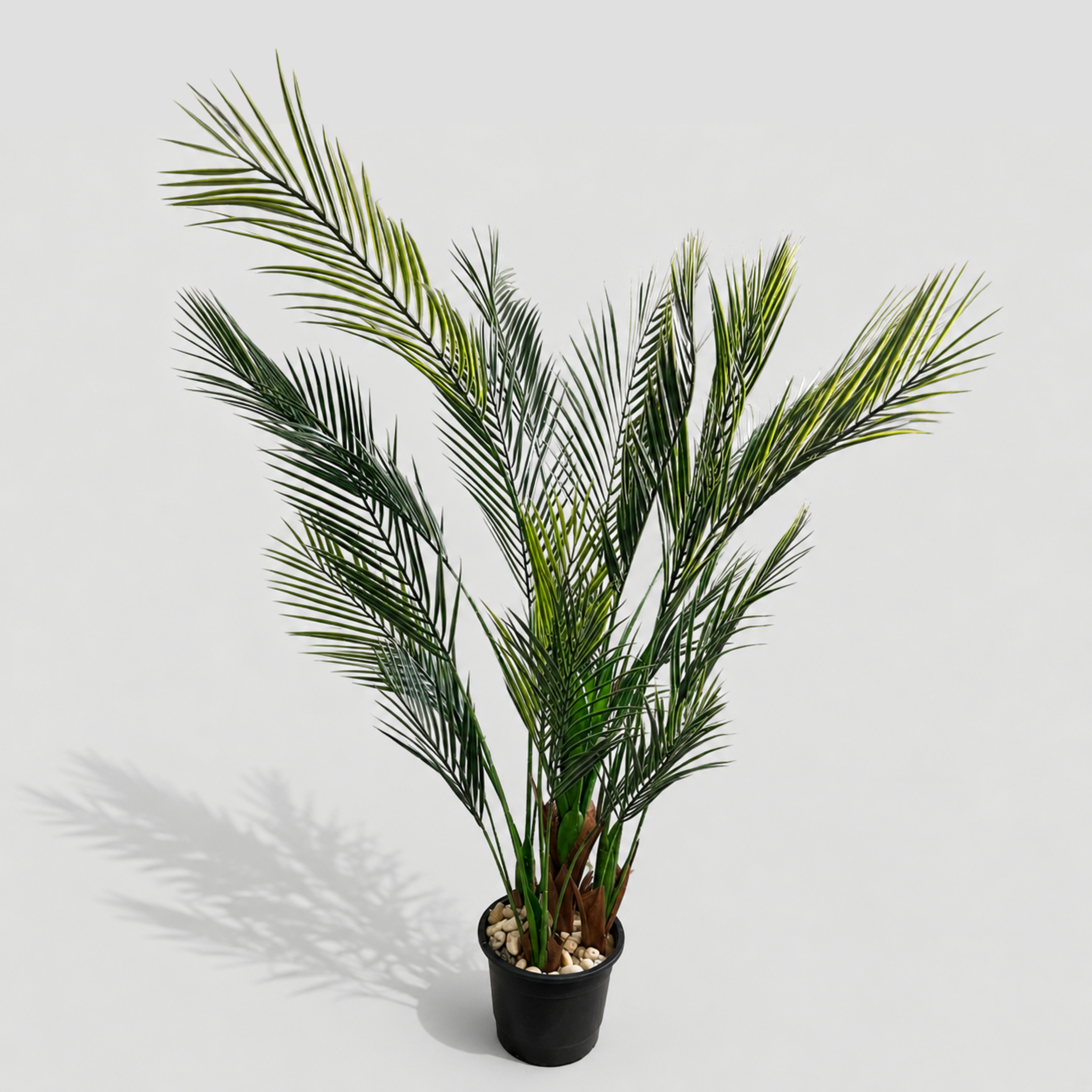 Taren Palm Tree