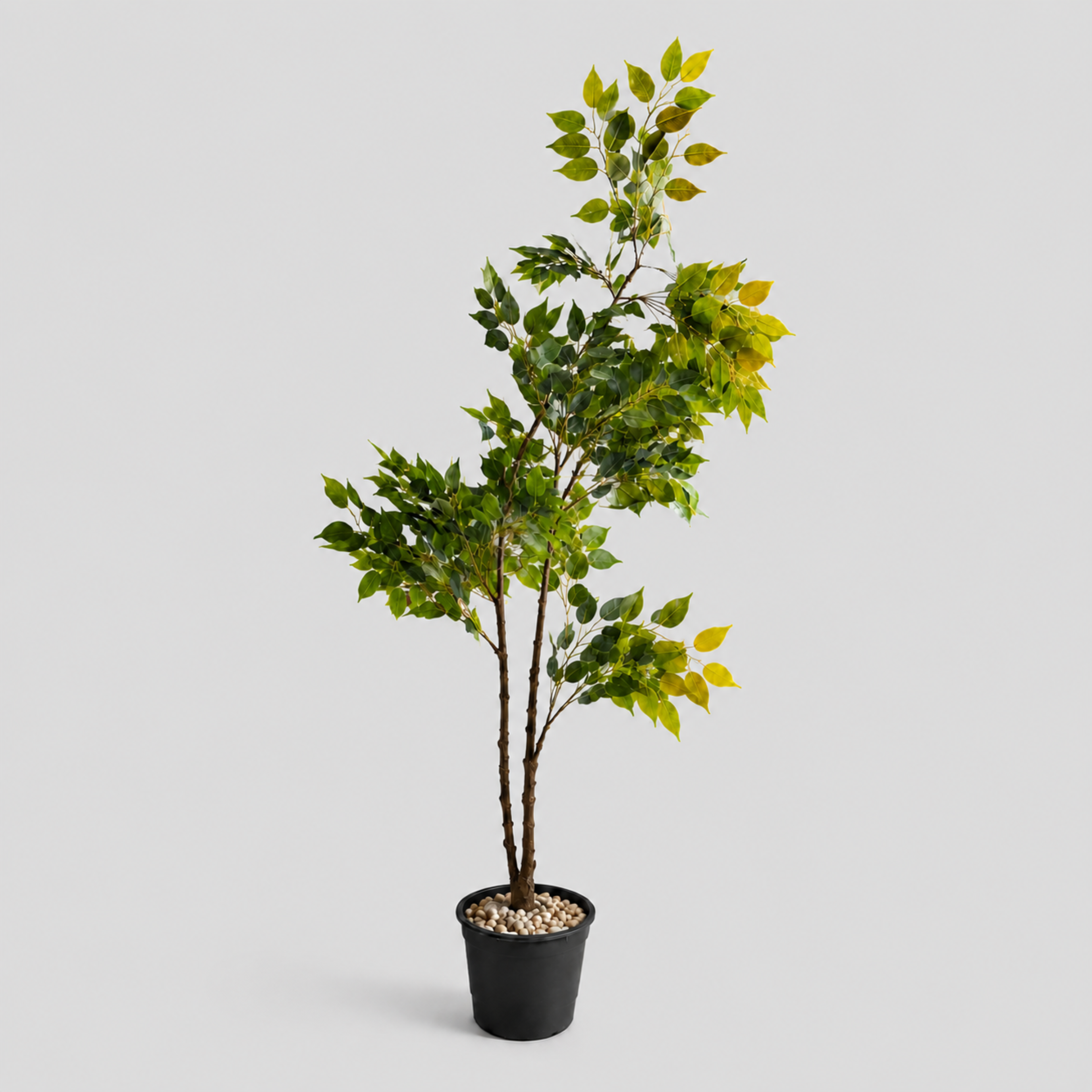 Verdan Tree