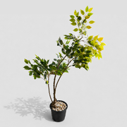 Verdan Tree