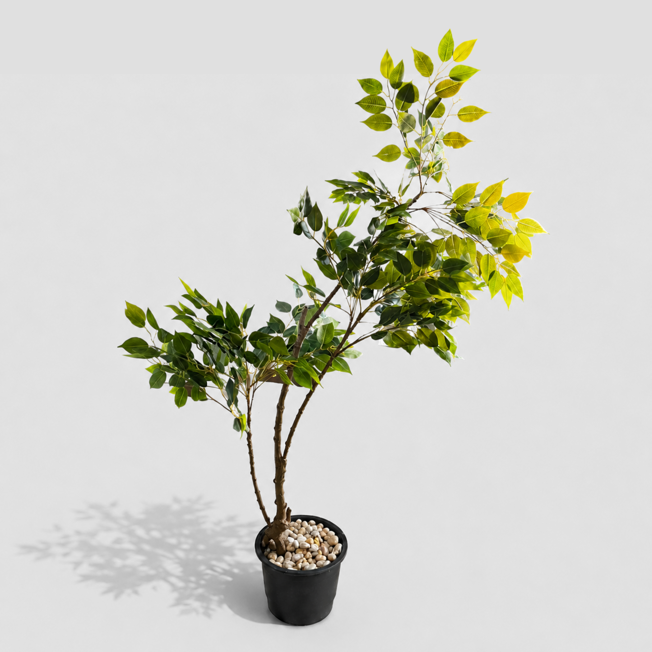 Verdan Tree