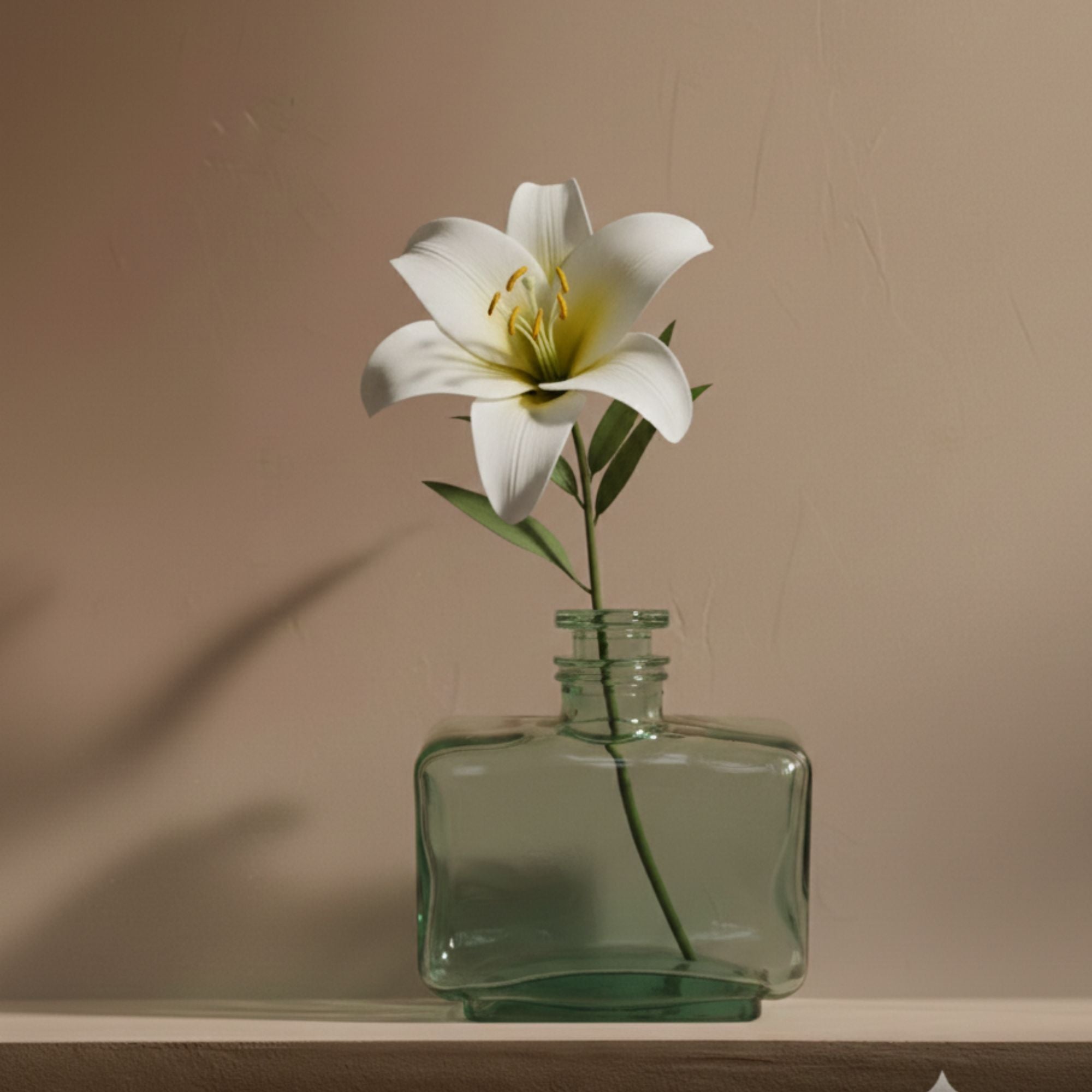 فازة فلو ليلي