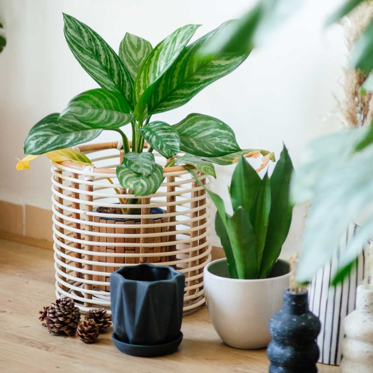 Mojo bamboo Plant Pot